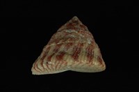 藏品(山形鐘螺)的圖片